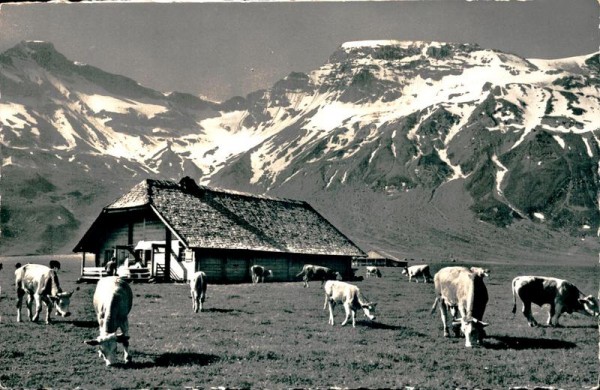 Adelboden, Alp Engstligen, Steghorn und Wildstrubel Vorderseite