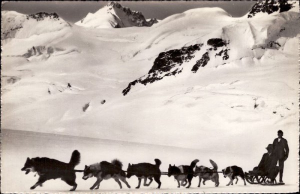 Jungfraujoch. Polarhunde auf dem Aletschgletscher