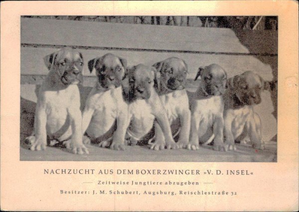 Nachzucht aus dem Boxerzwinger Vorderseite