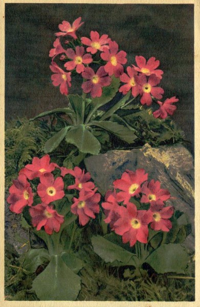 Klebrige Primel Vorderseite