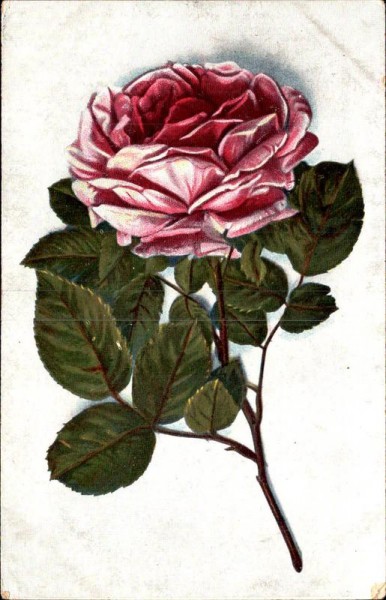 Rose Vorderseite