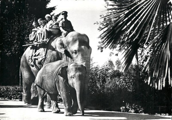 Elefantenreiten, Zoologischer Garten Zürich Vorderseite