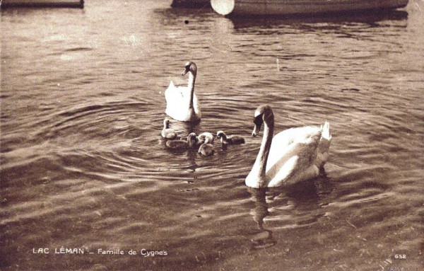 Lac Léman - Familie de Cygnes