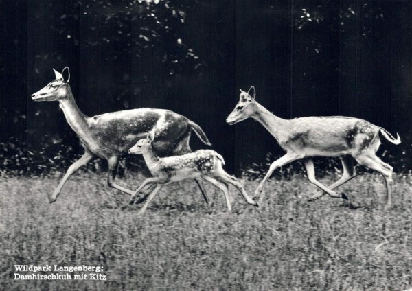 Langnau a.A., Wildpark Langenberg. Damhirsch mit Kitz Vorderseite