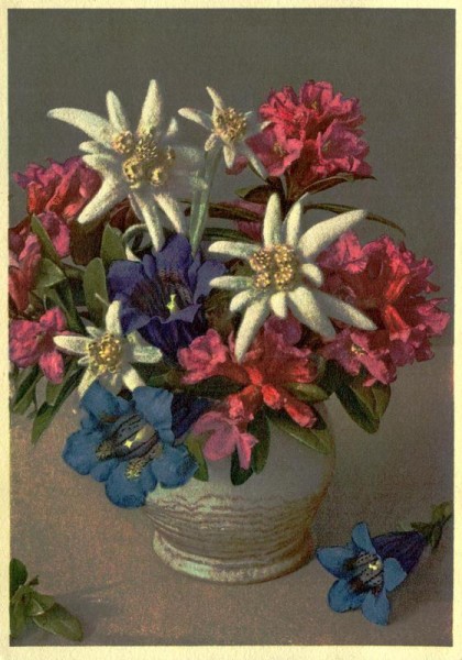 Rododendron Vorderseite