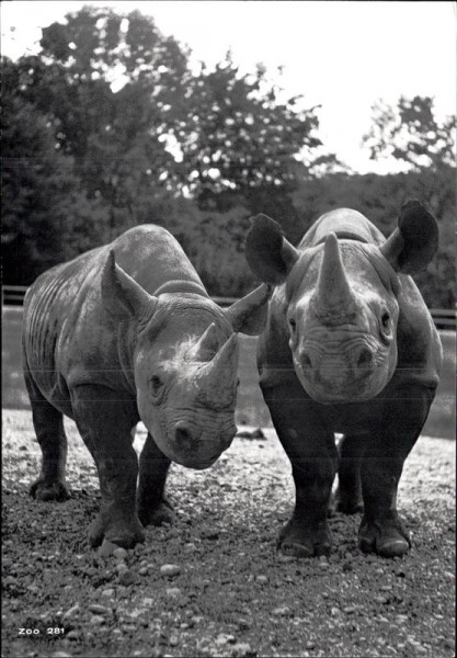 Zoo Zürich, Rhinozerosse Vorderseite