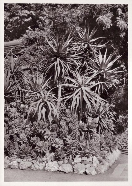 Aloe-Arten und Crassulaceen, Botanischer Garten Zürich Vorderseite