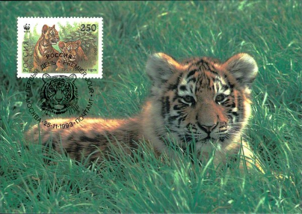 Sibirischer Tiger Vorderseite