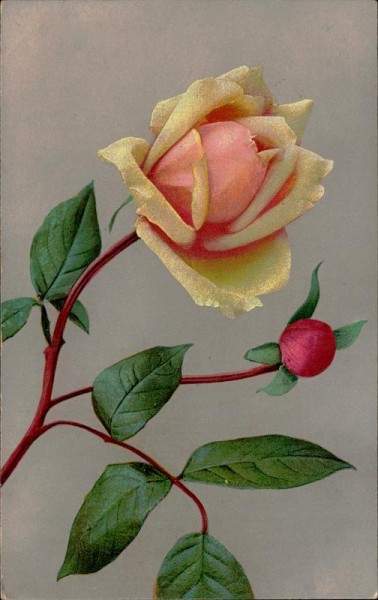 Rose Vorderseite