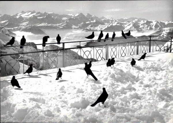 Pilatuskulm, Alpendohlen Vorderseite