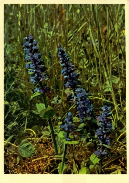 Kriechender Günsel Vorderseite