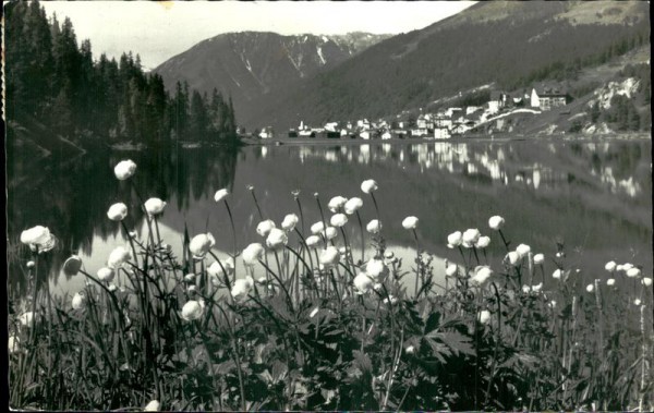 Davos - Trollblumen am Davosersee Vorderseite