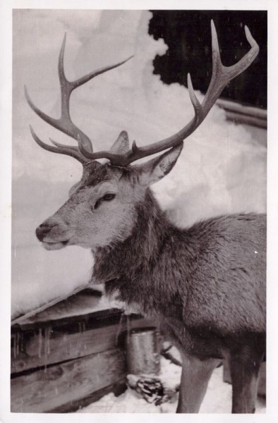 Hirsch
