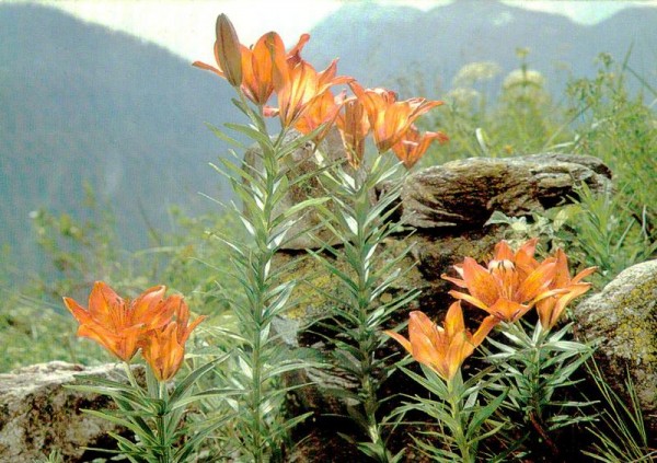 Feuerlilie Vorderseite