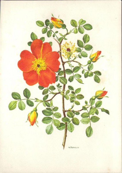 A.M.Trechslin, Kapuzinerrose Vorderseite