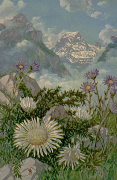 Alpen-Aster Vorderseite