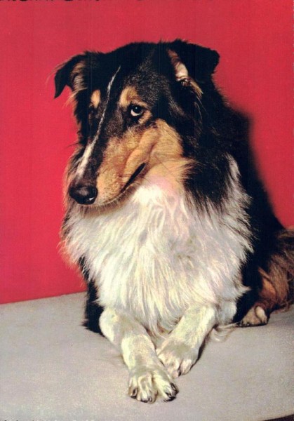 Hunde, Collie Vorderseite