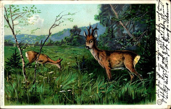 Rehe Vorderseite