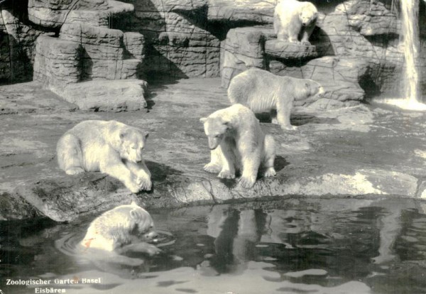 Zoologischer Garten Basel, Eisbären Vorderseite