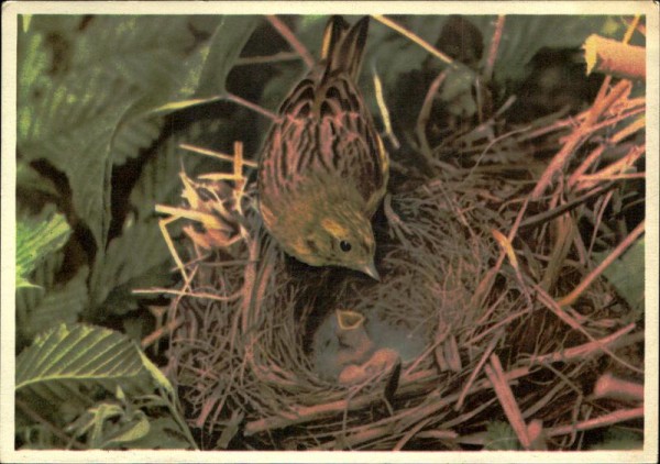 Goldammer am Nest Vorderseite