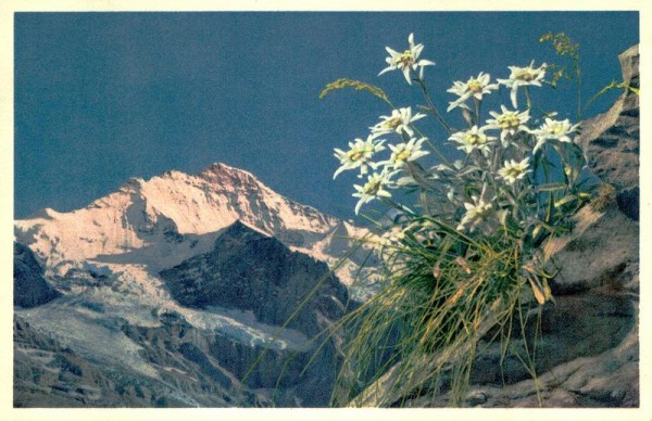 Jungfrau mit Edelweiss Vorderseite
