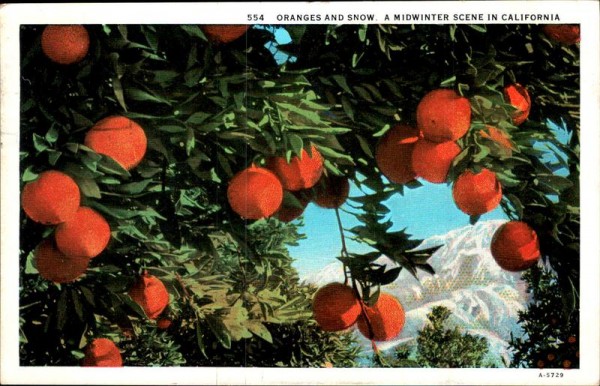 Oranges and Snow. A Midwinter Scene in California Vorderseite