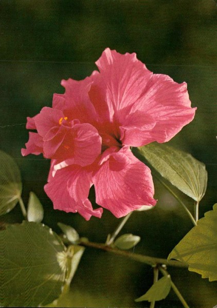 Hibiskus Vorderseite