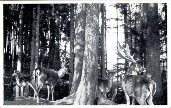 Wildpark Peter und Paul Vorderseite
