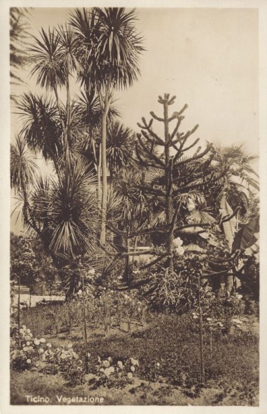 Ticino - Vegetazione