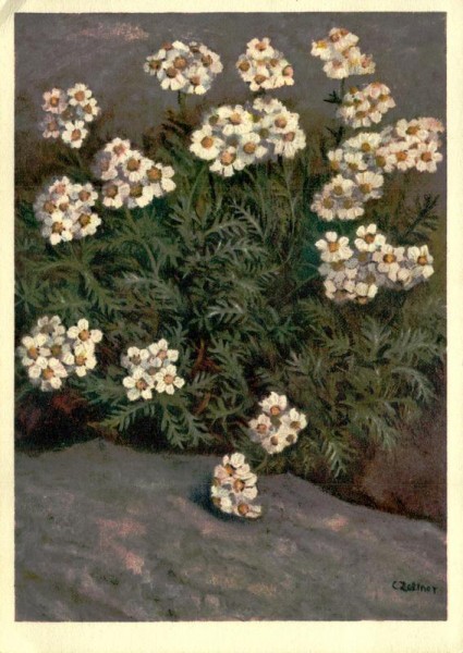 Wildfräuleinkraut Vorderseite