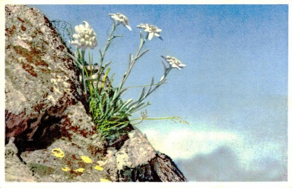 Edelweiss Vorderseite
