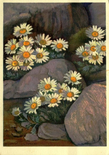 Alpen-Wucherblume Vorderseite