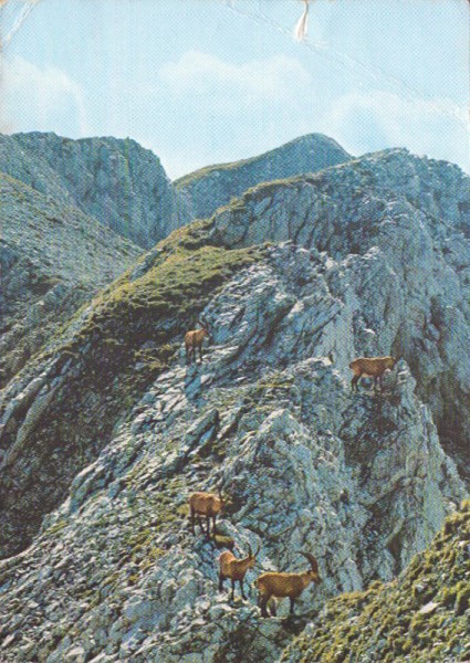 Steinwild im Alpstein