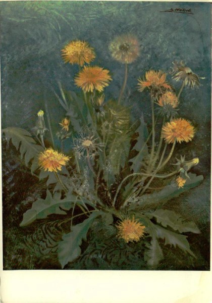 Löwenzahn Vorderseite