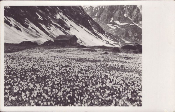Blumenwiese auf der Alp