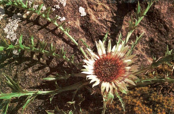 Silberdistel Vorderseite