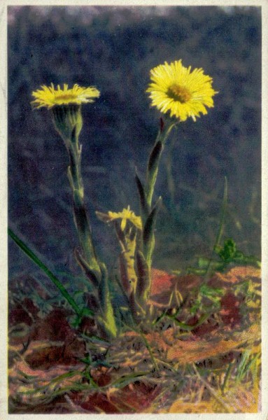 Tussilago farfara Vorderseite