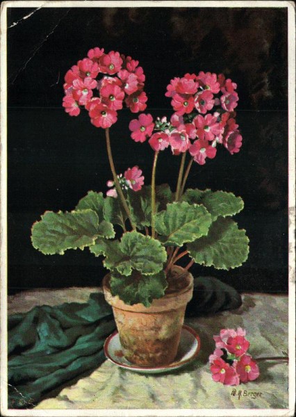 Primrose Vorderseite