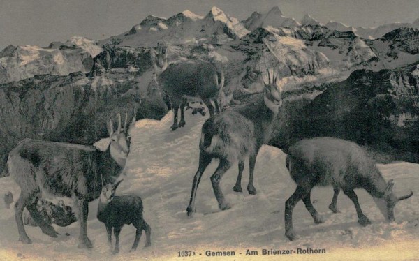Gemsen, Am Brienzer-Rothorn Vorderseite
