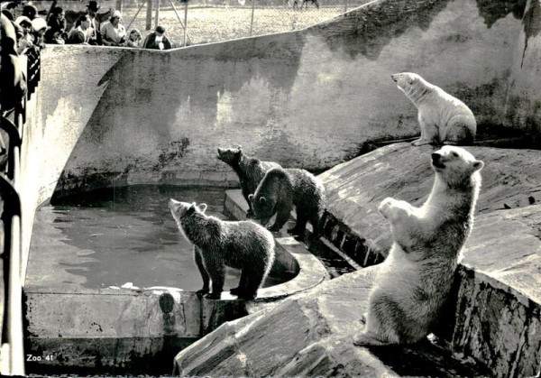 Eisbären und Braunbären im gemeinsamen Zwinger, Zoologischer Garten Zürich Vorderseite