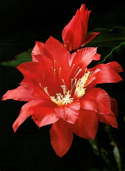 Weihnachtskaktus Vorderseite