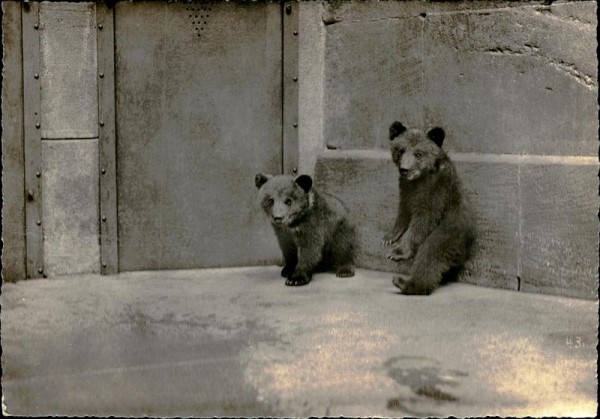 Bärenpark Bern Vorderseite