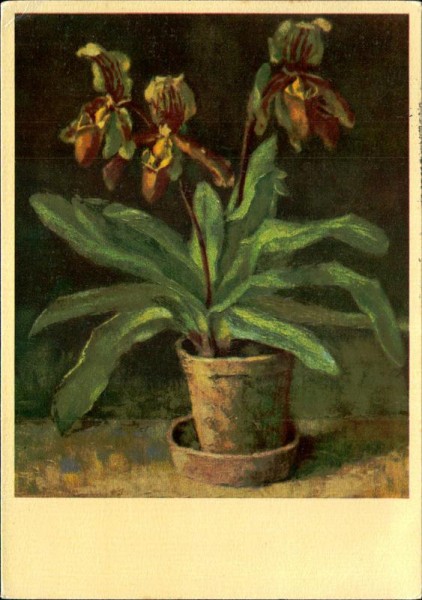 Orchideen Vorderseite