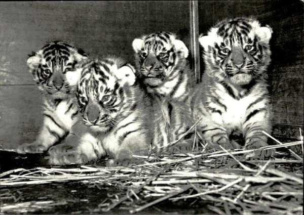 Tigerbäbys Vorderseite
