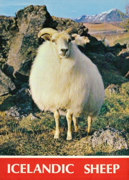 Islandschaf