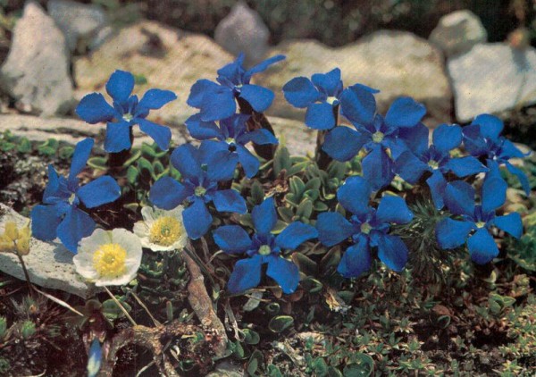 Frühlingsenzian Vorderseite