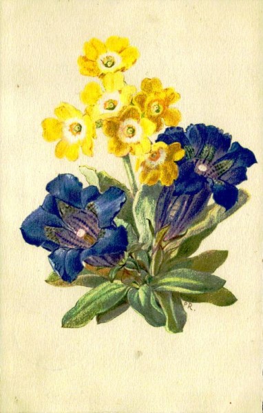 Stengelloser Enzian, Felsenaurikel Vorderseite