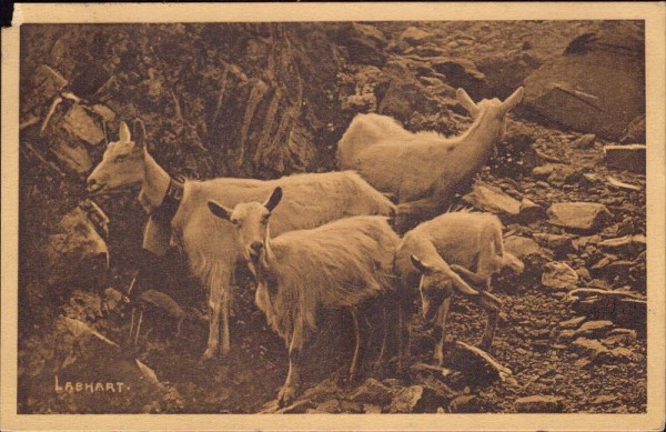 Ziegen, Labhart