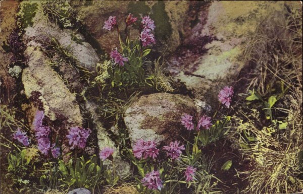 Primula glutinosa