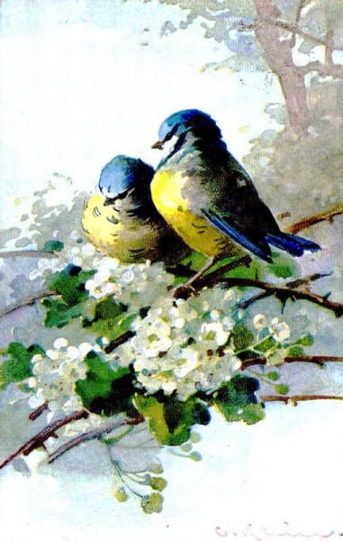 Vögel Vorderseite